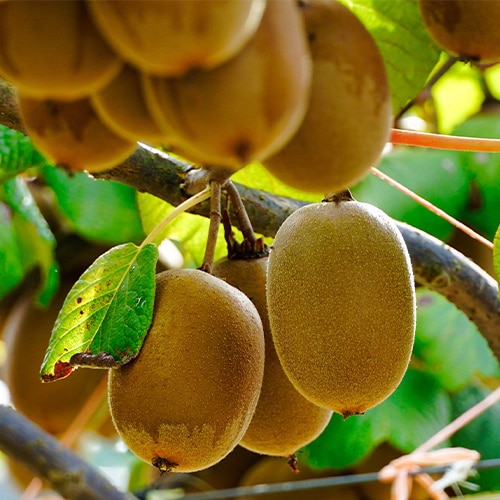 Close up of kiwifruit