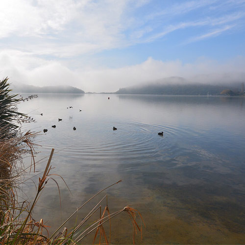 NZ lake with ducks and mist